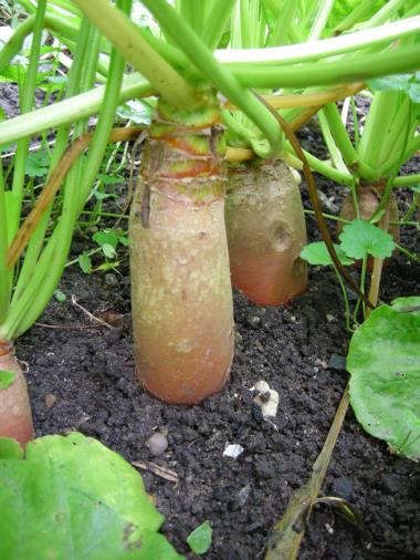 Billede af plante